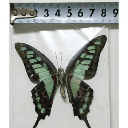 Real Butterfly Specimens Insect Photo Frame Production Home Decoration Wall for Living Room Collection Art 33 Styles Available